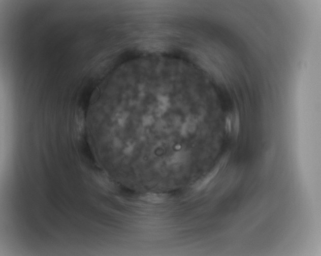 X0000113921251200910011505