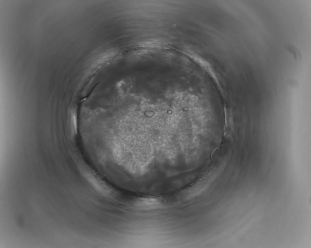 X0000113920061200910090945