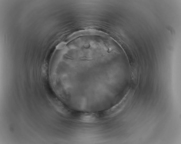 X0000113920175200910090944