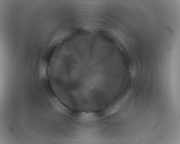 X0000113920185200910090944