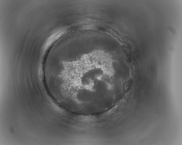 X0000113920245200910090942