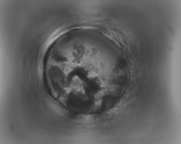 X0000113920295200910090942