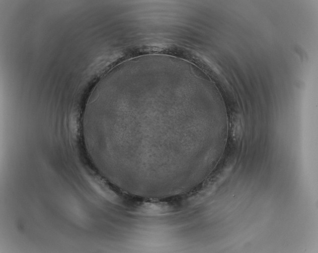 X0000113920455200910090940