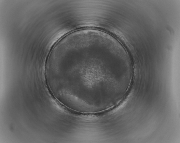 X0000113921129200910090931