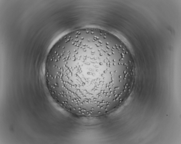 X0000113921198200910090930