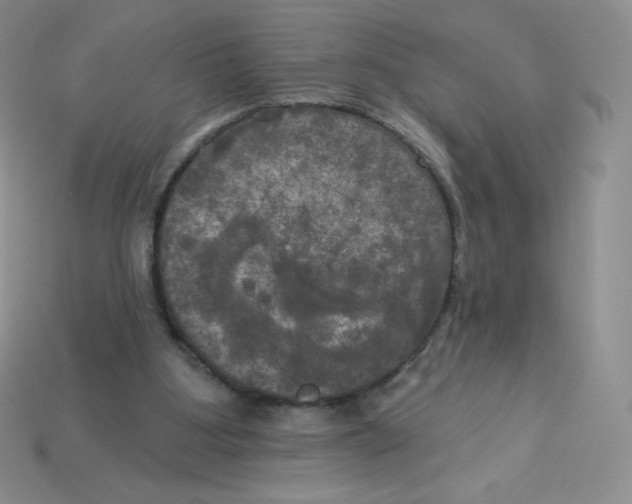 X0000113920107200910151448