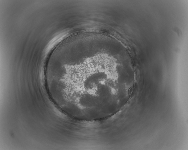 X0000113920245200910151445