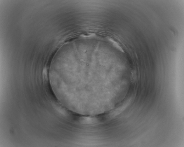 X0000113920286200910151446