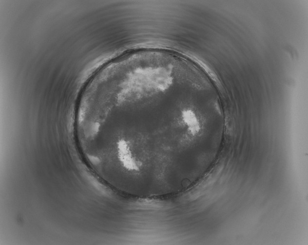 X0000113920437200910151442
