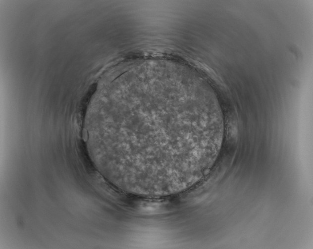 X0000113920661200910151440