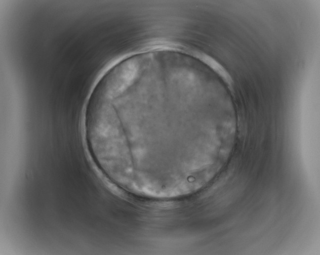 X0000113921431200910221344