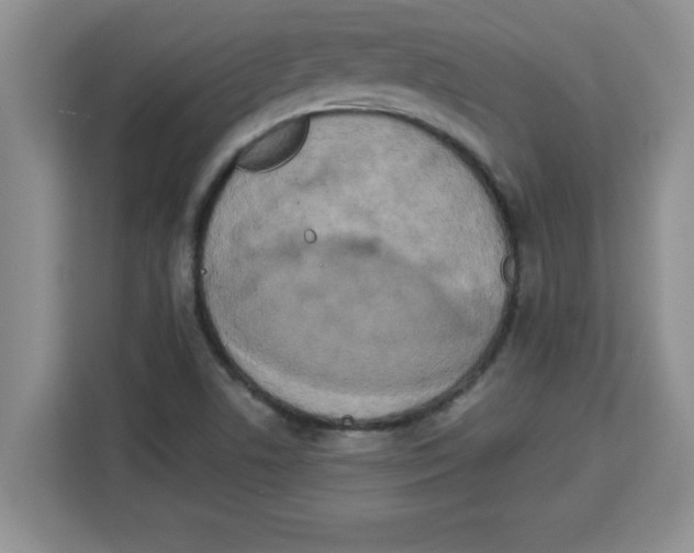 X0000113921506200910221343