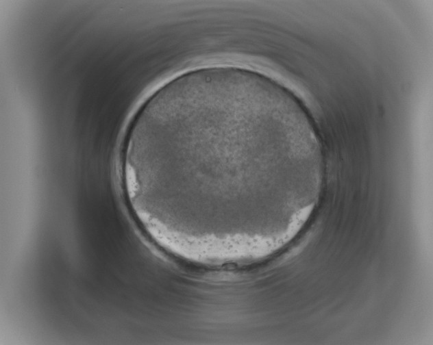 X0000113921517200910221343