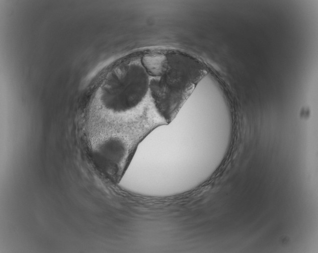 X0000113931255200909250907