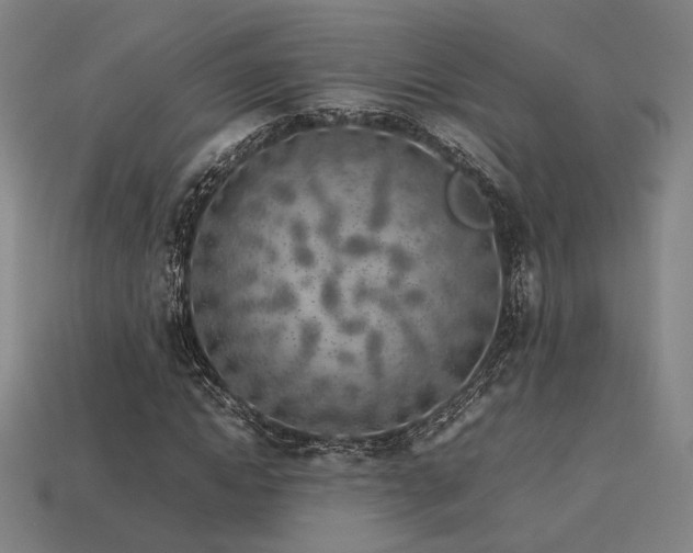 X0000113930822200909251217