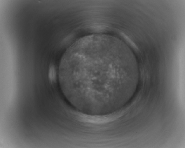 X0000113930026200910021251