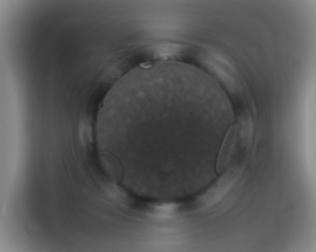 X0000113930313200910021247