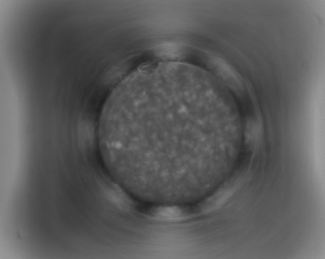 X0000113930409200910021246