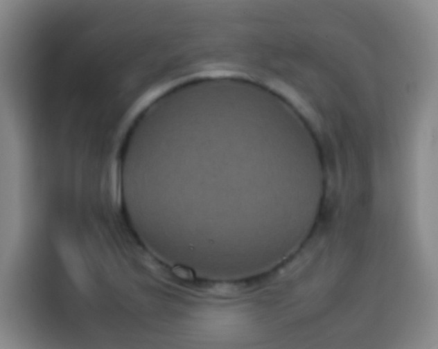 X0000113931175200910021236