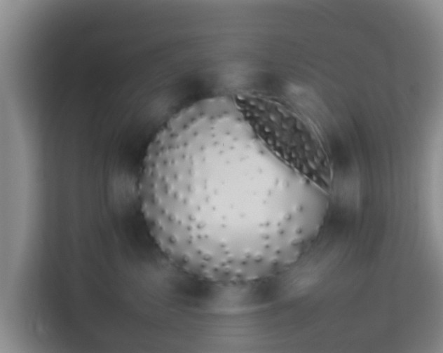 X0000113930621200910091603