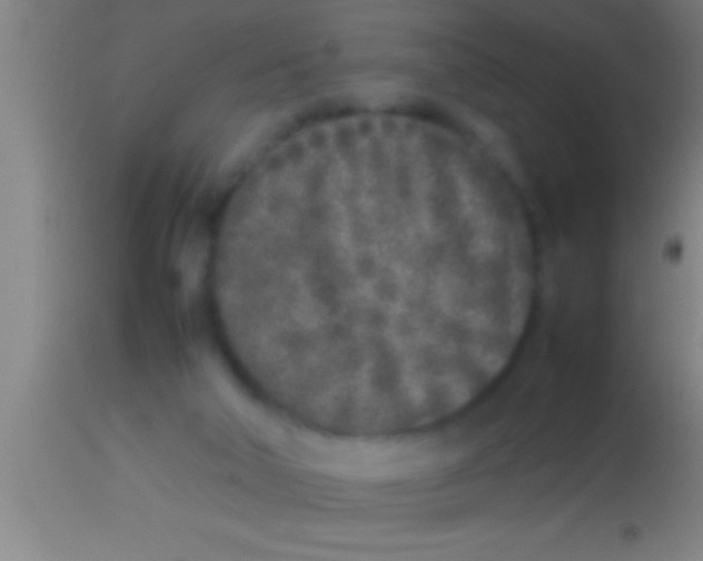 X0000113930018200910161902