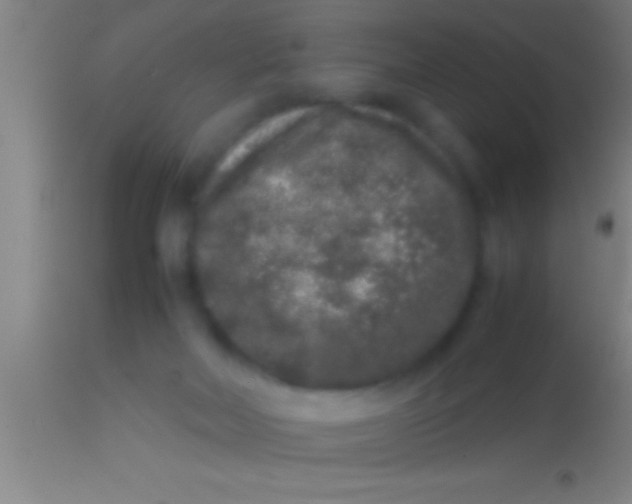 X0000113930026200910161902