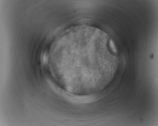X0000113930046200910161902