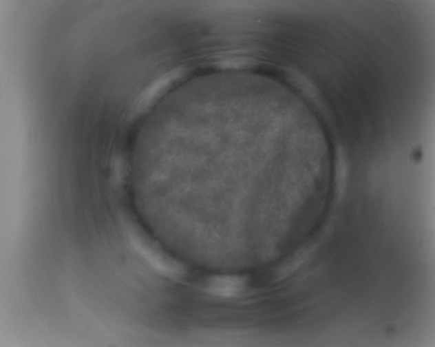 X0000113930161200910161900