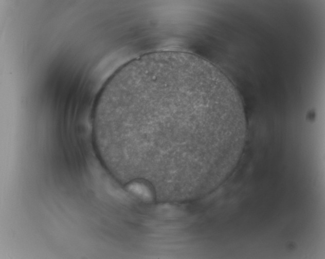 X0000113930290200910161858