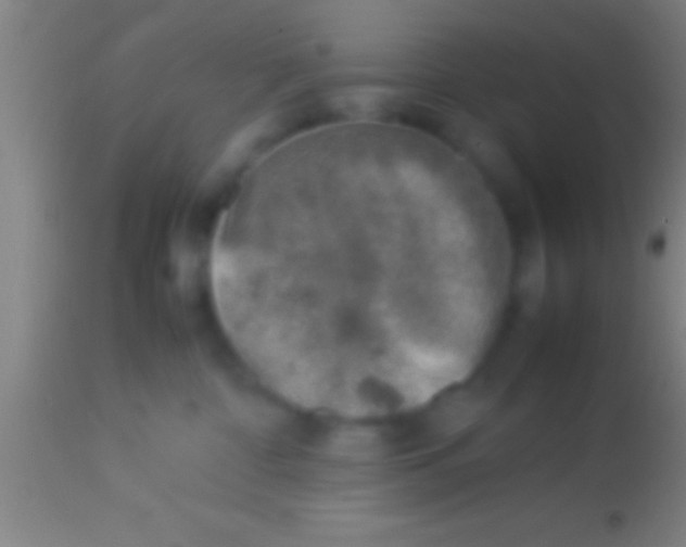 X0000113930332200910161857
