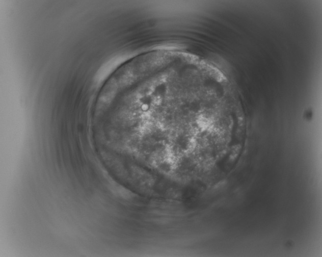 X0000113930337200910161856