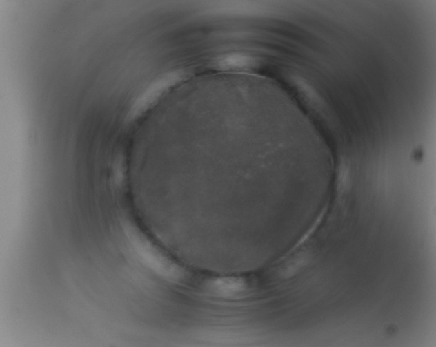 X0000113930353200910161857