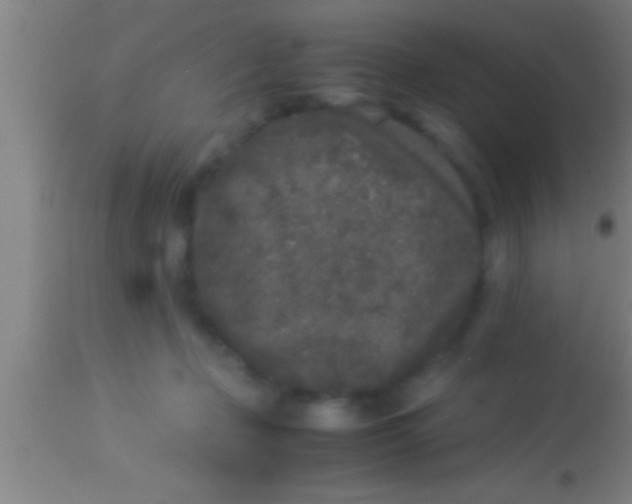X0000113930365200910161857
