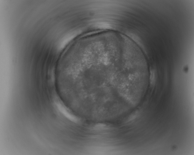X0000113930390200910161856