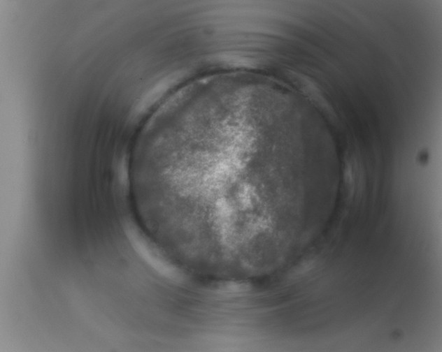 X0000113930398200910161856