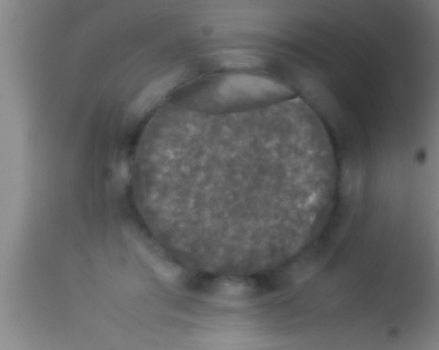 X0000113930405200910161856