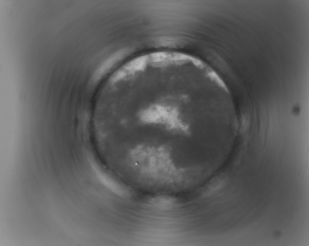 X0000113930444200910161855