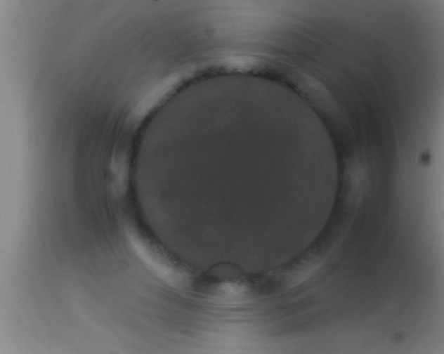 X0000113930496200910161855