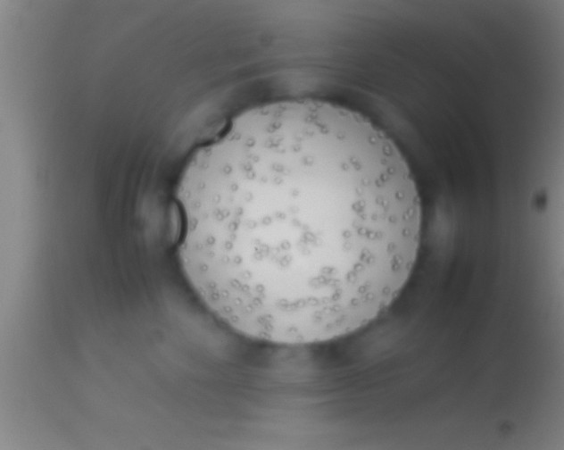 X0000113930524200910161854