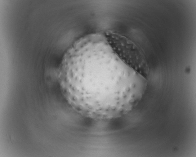 X0000113930621200910161852