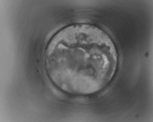 X0000113930721200910161850