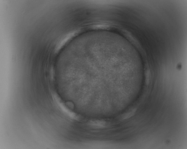 X0000113930729200910161850