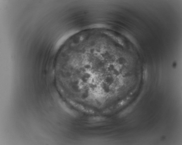 X0000113931117200910161844