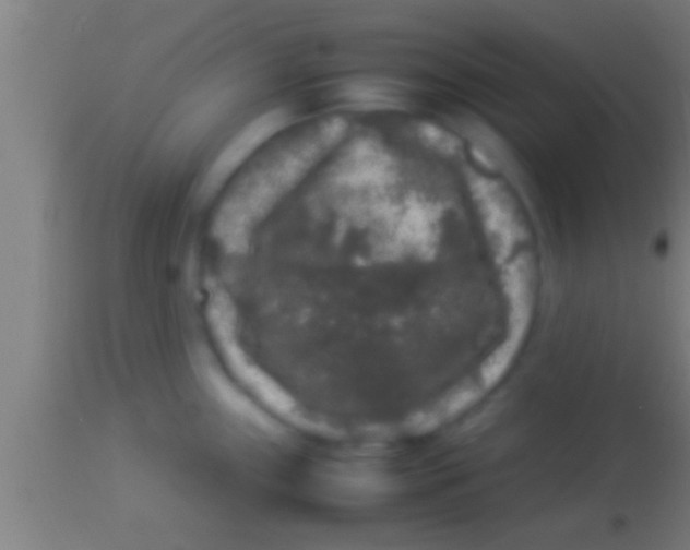 X0000113931243200910161843