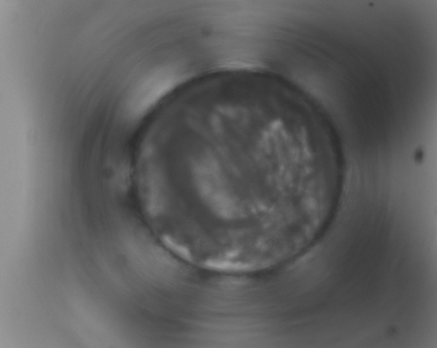 X0000113931306200910161841