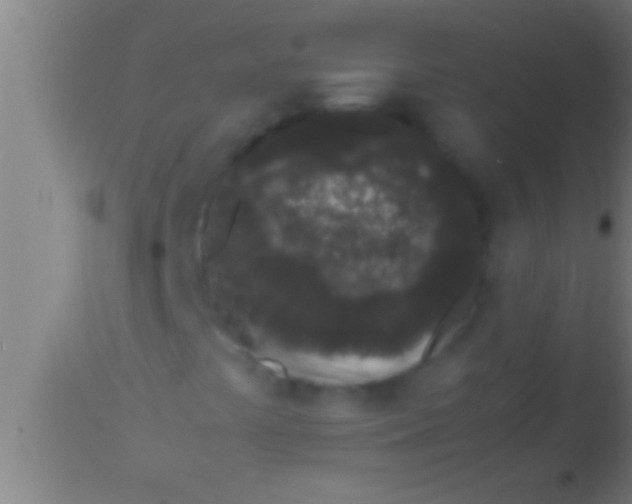 X0000113931441200910161839