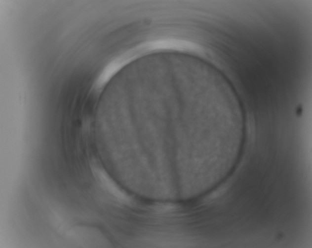 X0000113931529200910161838