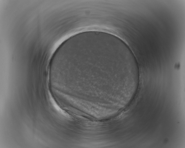 X0000113931515200910231910