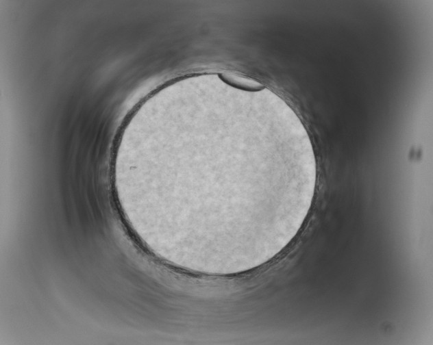 X0000113930008200911061229
