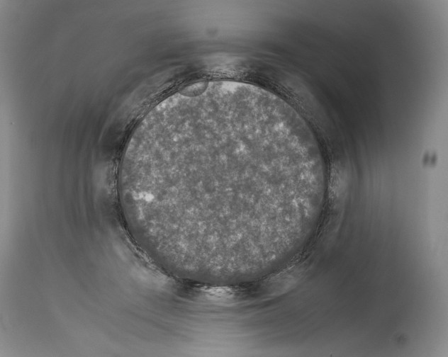 X0000113930409200911061223